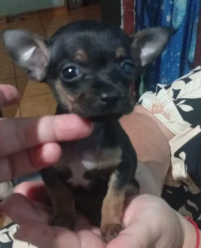 Filhote de Pinscher macho