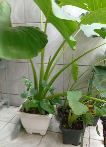Vaso/mudas Orelha de elefante/ alocasia <br>Retirar em Jacarepaguá  *