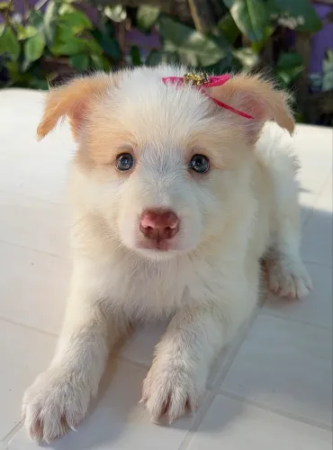 Filhotes de Border Collie PRONTA ENTREGA