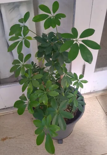 Planta Sheflera no vaso