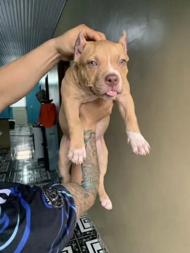 Pitmonster femea filhote, penteado feito e vermifugada