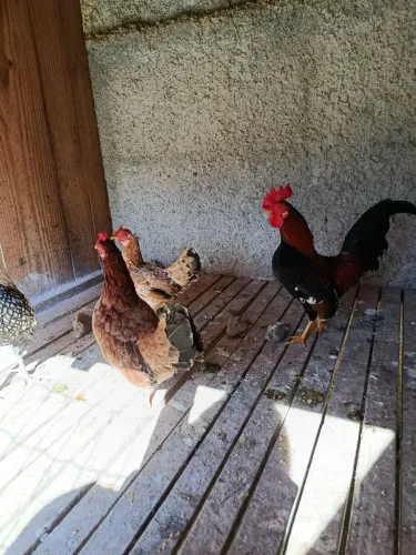 Galo e galinhas Garnisés