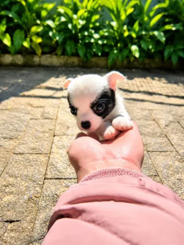 Filhote de Chihuahua Machinho -Serra Catarinense e Alto Vale do Itajaí