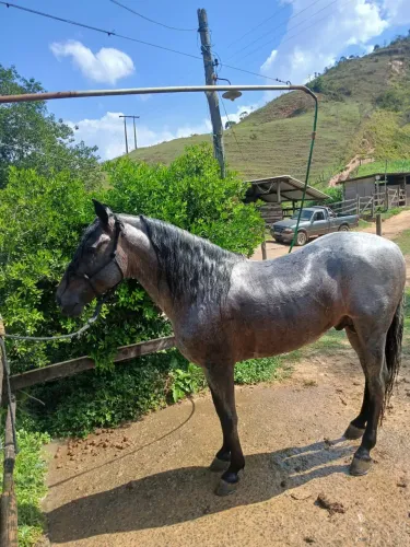 Cavalo de patrão ! Rosilho ! Marcha Batida !