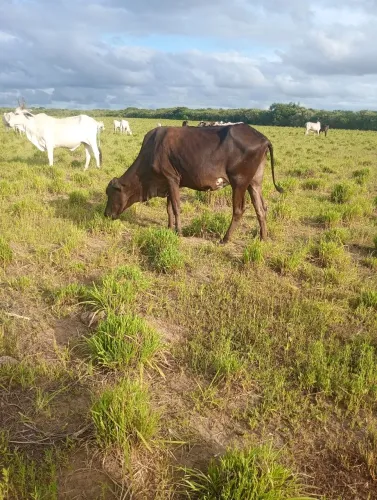 Vacas a venda a pedida e 6200 mas tem preço