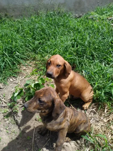 Cachorro fila brasileiro 