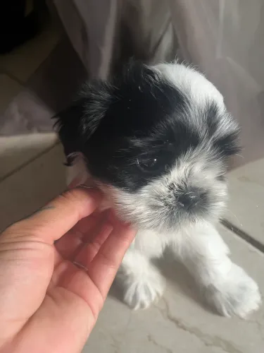 Cachorro shih tzu