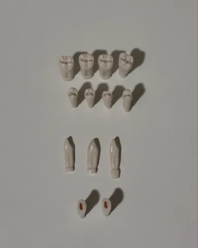 Vendo dentes hígidos de plástico para manequim de prótese fixa (MOM)