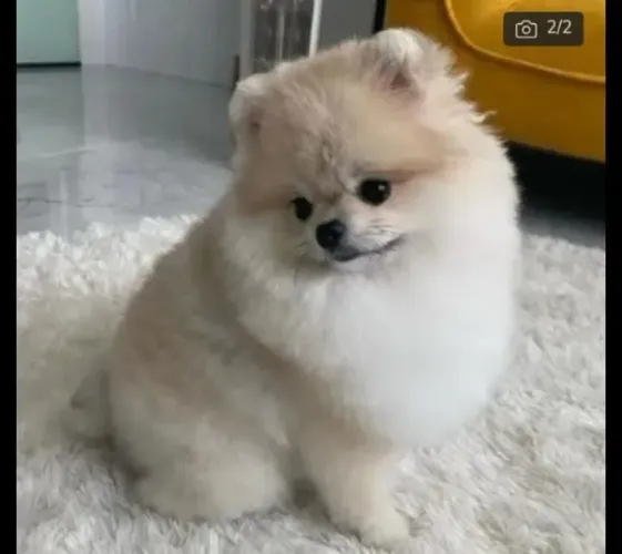 Spitz alemão sua bolinha de algodão