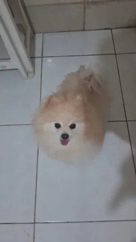 Lulu macho para vender logo ?