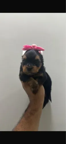 Lulu da pomeranea vacinado 70 dias