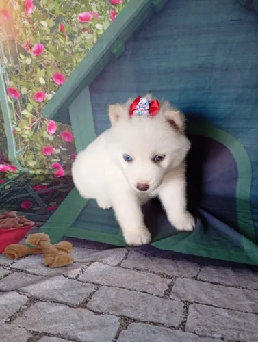 Husky Siberiano Filhotes | Beleza e Personalidade em Quatro Patas