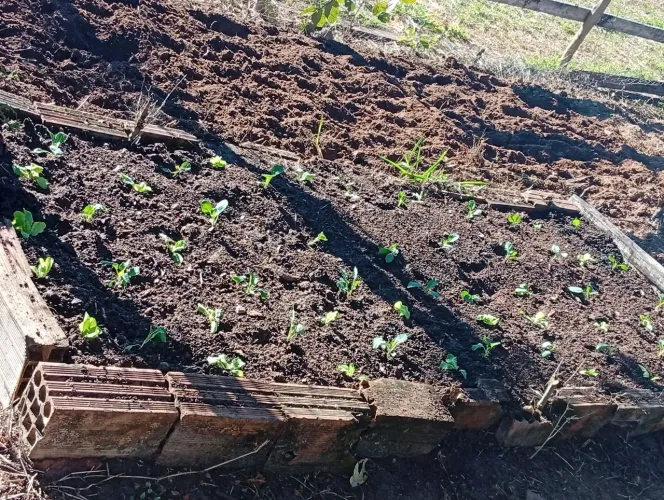 Limpeza de quintal e fazemos horta