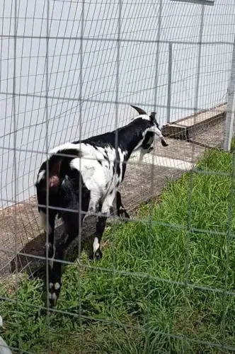 Cabra para venda ou troca