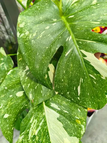 Costela de Adão variegata