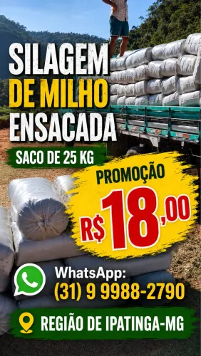 Silagem de milho saco 25 kg