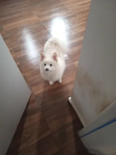 Spitz alemão 