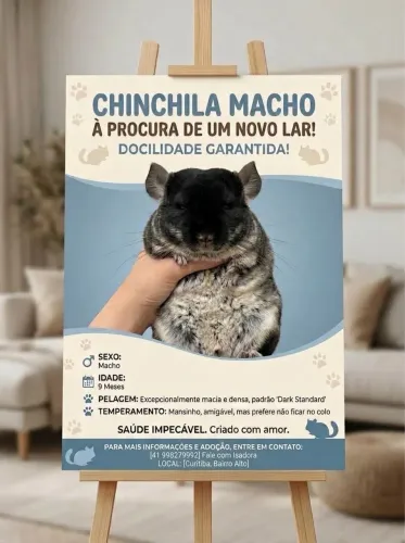 CHINCHILA MACHO A VENDA