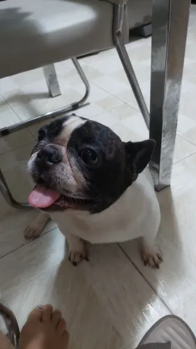 Buldogue francês