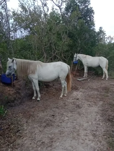 Um cavalo e uma égua