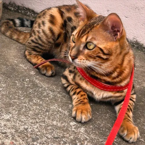 Gato bengal