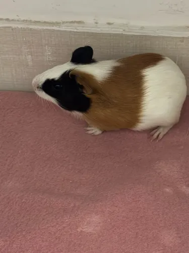 Porquinho da índia filhote