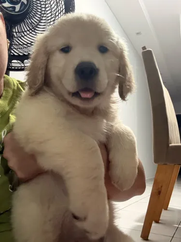 Golden Retriever Fêmeas filhotes 