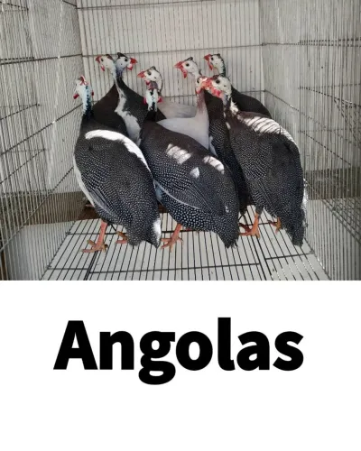 Variados 