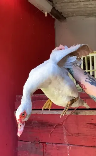 VENDO GALOS GALINHAS PATOS GUINÉS