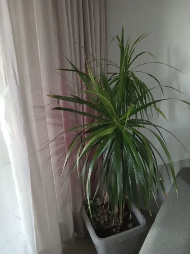 Planta Dracena