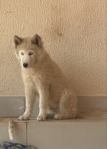 Vendo husky siberiano 