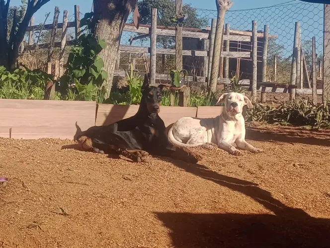 Filhotes Dogo Argentino x Doberman