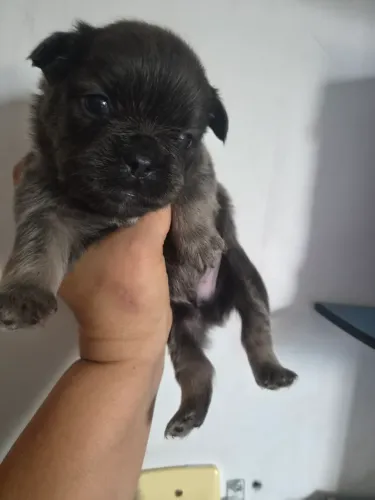 Buldogue frances femea