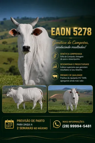 Nelore Premium excelente procedência