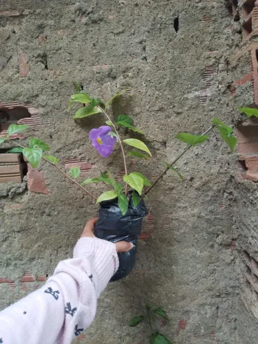 Turbegia flor roxa. ja colocado flores