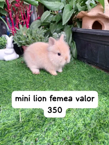 Promoção dia das crianças/ mini coelho