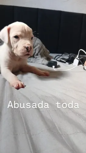 Dogo argentino fêmea