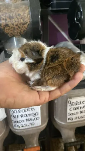 Porquinho da índia