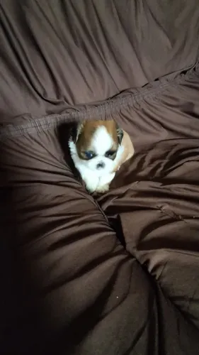 Vendo shitzu