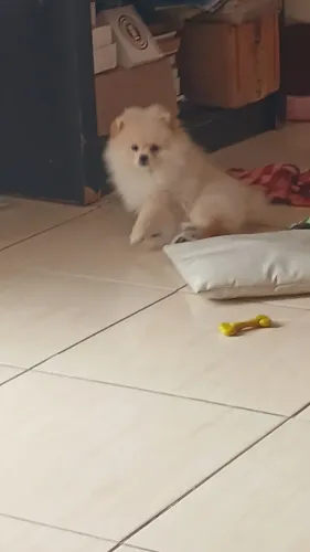 spitz 