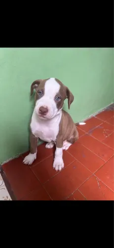 Fêmea pitbull terrier