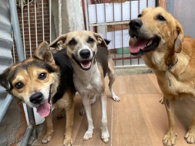 Doação cachorros resgatados