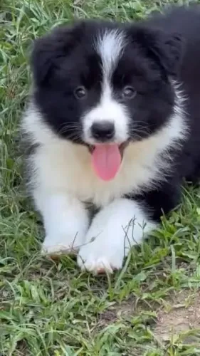 Border collie filhotes