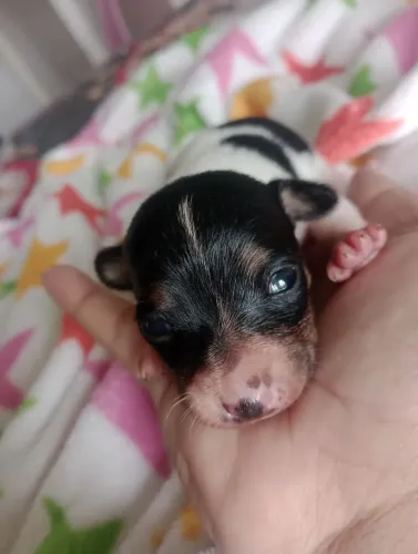 cachorro pinscher