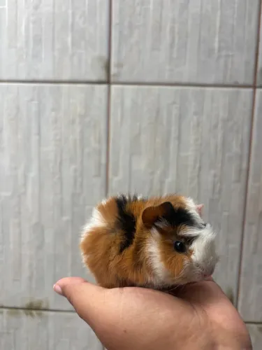 Porquinho da Índia - Macho - 25 dias - Envio imediato 