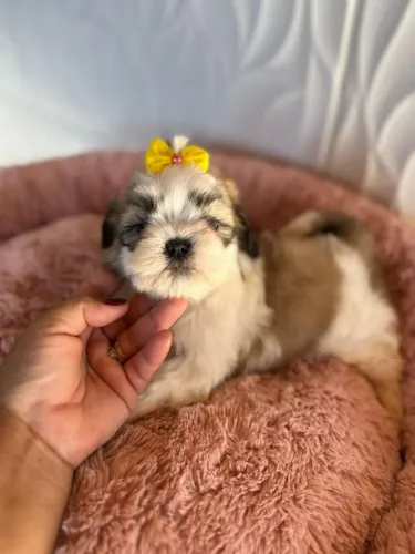 Shih Tzu Mini maravilhosa