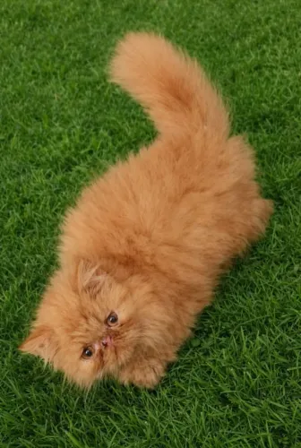 FILHOTE DE GATO PERSA - MACHO