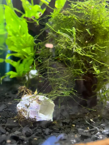 Aquário 250L