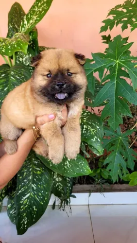 Chow chow filhote