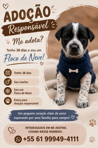 Cachorro 